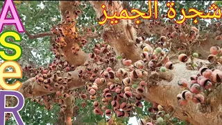 كيف يتم زراعه شجرة التين الجميز فاكهه الفقراء دندنها