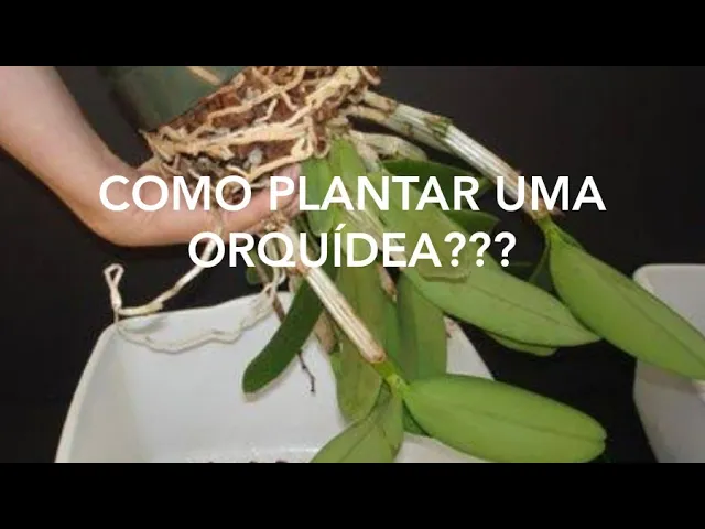 COMO PLANTAR UMA ORQUÍDEA?