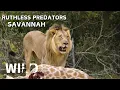 Download Lagu WILD SAVANNAH | Brutal Predators in the Animal Kingdom African | Animal Documentary