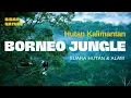 SUARA HUTAN | SUARA ALAM | SUARA BURUNG | SUARA HUTAN KALIMANTAN - NATURE BRID SOUND (100% Natural)