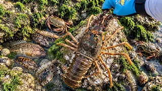 Catching stranded seafood #47 - catching fish, sea ​​snails, squid, lobster, eel, octopus, seafood