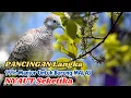 Download Lagu Kamu Akan Tercengang! Suara Perkutut Gacor di Hutan Liar