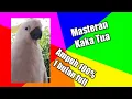 Download Lagu MASTERAN KAKA TUA AMPUH 100% (Part 2)