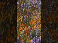 Grass Mountain and Figueroa Mountain trails - Wildflowers Grand Finale