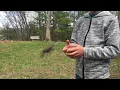 Flight Feathers - Dr G s Science Moment