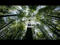 【Wood 參天巨木】 - Taylor Swift 泰勒絲 中英歌詞 中文翻譯 lyrics | The Life Of A Showgirl 秀女秘辛