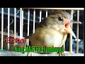 Download Lagu Burung Flamboyan Gacor Ngebren Rapat Nyerecet Emosi Cocok buat Pancingan dan masteran