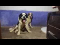st bernard s and great dane
