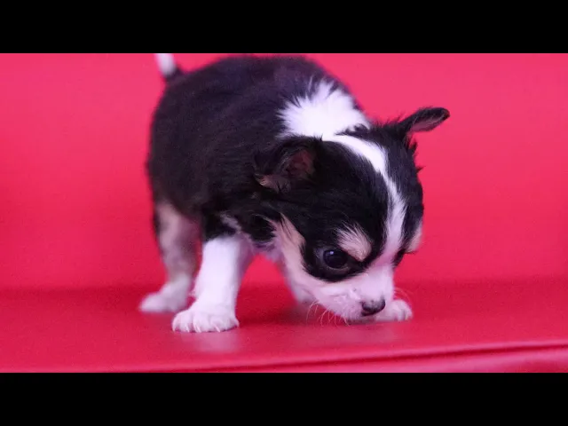 動画
