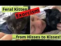 How I Tamed a Feral Kitten - Step by Step