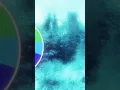https media tenor rainbow-spongebob gif