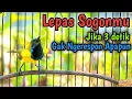 Download Lagu LEPAS SAJA JIKA SOGON GACOR GAK NYAUT..! PANCINGAN PENAIK EMOSI SOGON TROTOL JANTAN CEPAT GACOR DOR