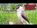 Download Lagu KUTILANG GACOR SUARA FULL ISIAN MENCARI LAWAN