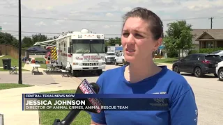 Nearly 200 cats kittens dogs rescued from neglect situation in Killeen
