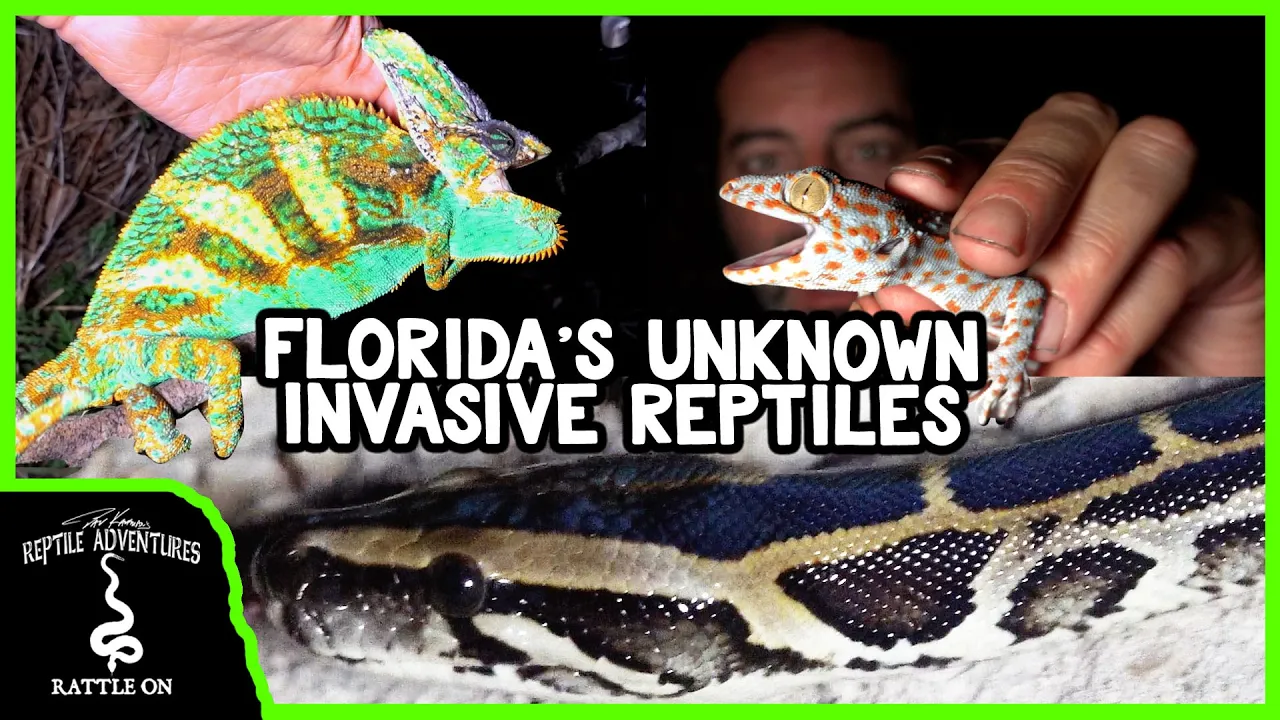 5 INVASIVE REPTILES OF FLORIDA (you probably didn't know were invasive)