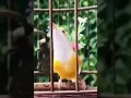Download Lagu Burung Sogok Ontong Albino Gacor // Kicau Burung Indonesia // Kicau Mania // Kicauan Burung