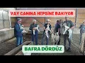 Download Lagu BAFRA KOYUNUNDA İKİZLİK YÜKSEK | KİBERİS ÇİFTLİĞİ | BAFRA 2 | KIBRISCIK BOLU
