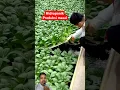 Hidroponik Sistem Wick untuk Produksi Masal #hidroponik #sayuran #pertanian