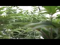 State regulators tour Macon medical cannabis facility