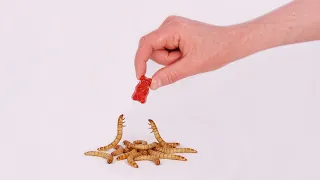 I Gave My Pet Worms The World's Hottest Gummy Bear