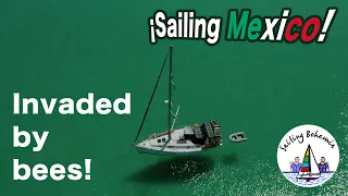 Sailing Mexico’s Sea of Cortez: INVADED BY BEES: Ep.25
