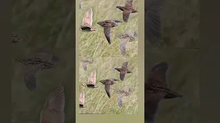 Quail Sound صوت الفري السمان Quail فري سمان  Quail Sound صوت الفري السمان Quail فري سمان