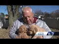 How Extra Give helps Delaware Valley Golden Retriever Rescue