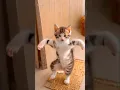 Download Lagu so funny cat videos 😹🤣 #cat #catvideos #catvideos #shorts #shortvideo #shortsfeed #short #ytshorts
