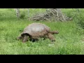 Giant Tortoise Walking Slowly