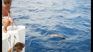 St kitts to Montserrat – surf, dolphins, and an active volcano – Episode 6