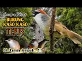 Download Lagu Suara Pikat Burung Kaso Kaso( Tepus ) TERBUKTI
