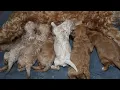 Blue Diamond Blues Allison F1b Cavapoo Litter