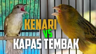 Download Kenari gacor vs Kapas Tembak Gacor buka ekor. Masteran Paling Dicari Kicau mania dijamin ampuh MP3