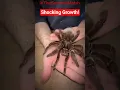 Download Lagu Shocking Animal Transformation! #animals #funny #wildlife