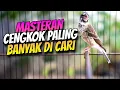 Download Lagu 🔴 Masteran KENARI PAUD CENGKOK MEWAH❗️BLACKTHROAT GACOR SUARA JERNIH 100% Ampuh