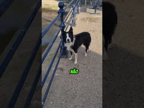 O Dono Encontrou Um AVISO Inesperado! 😂