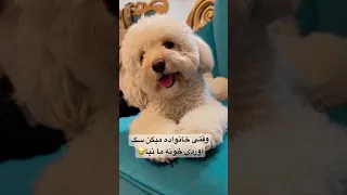 هم میره هم ماساژ میگیره هم عاشقشن این بچه ها جای خودشون رو باز میکنن Dog سگ خانواده 