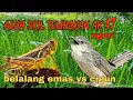 Download Lagu tembakan ngeri belalang emas vs cigun