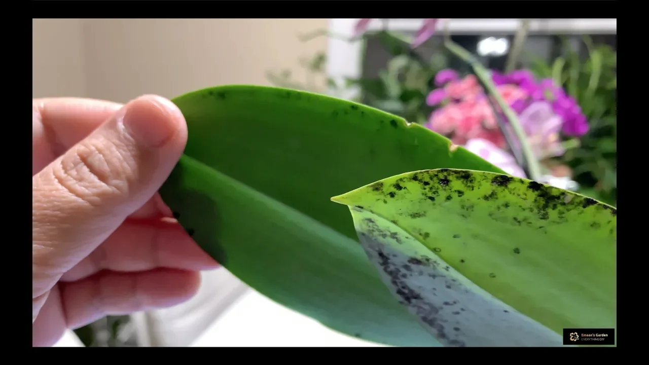 HOW I GOT RID OF THE BALCK SPOTS FROM MY ORCHID