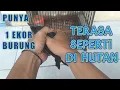 Download Lagu BURUNG CERDAS BISA TIRU SUARA WAMBI, CUNGKOK, POKSAY HONGKONG || Endemik Sumatra Srigunting kantil