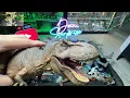 INSANE BOX of NEW Jurassic World Dinosaur Toys! Distortus Rex, Indominus Rex, Giganotosaurus