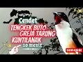 Download Lagu Masteran Cendet Isian Greja, Tengkek Buto, Kuntilanak - Cukup 10 Menit