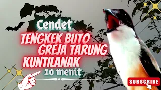 masteran cendet isian greja tengkek buto kuntilanak cukup 10 menit