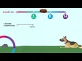 Bravecto Chew for dogs