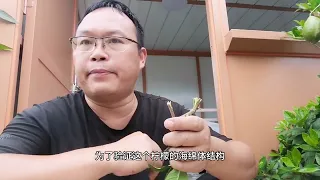 意外发现 柠檬树的 秘密 只需2步 谁养谁挂果 