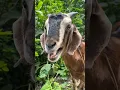 Download Lagu Goat Sound Beside The Green Jungle | Amazing Sound Of A Goat