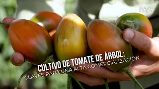 Cultivo de Tomate de Árbol: Claves para una Alta Comercialización- TvAgro por Juan Gonzalo Angel