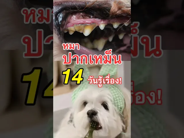 ขนมขัดฟันสำหรับสุนัข สูตรผักล้วน (Vegan)