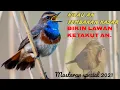 Download Lagu SUARA BURUNG KASAR AN, sangat cocok untuk bikin lawan CIUT... !!!...
