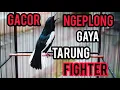 Download Lagu KACER GACOR NGEPLONG TARUNG FHIGTER KONSLET | Pancingan Kacer agar BUKA EKOR dan BONGKAR ISIAN